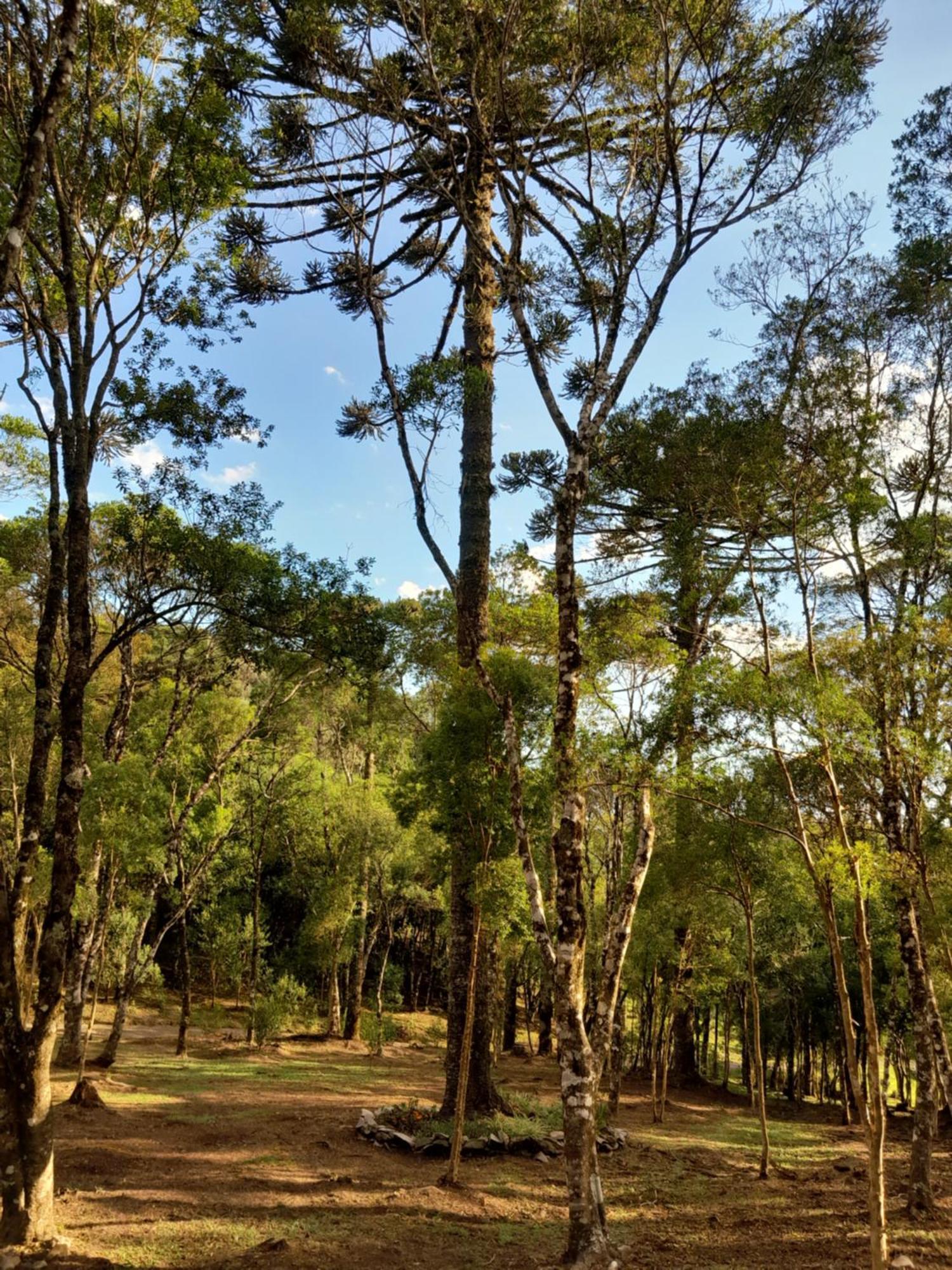 Cabanas Dos Pinheiros Sao Francisco de Paula  Bilik gambar