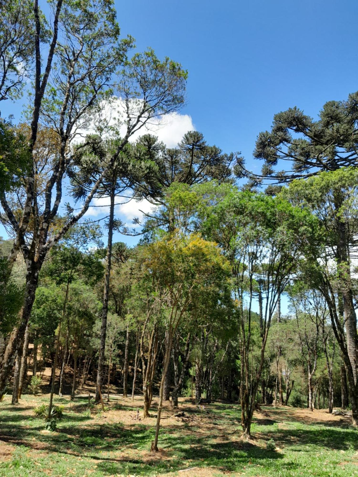 Cabanas Dos Pinheiros Sao Francisco de Paula  Bilik gambar